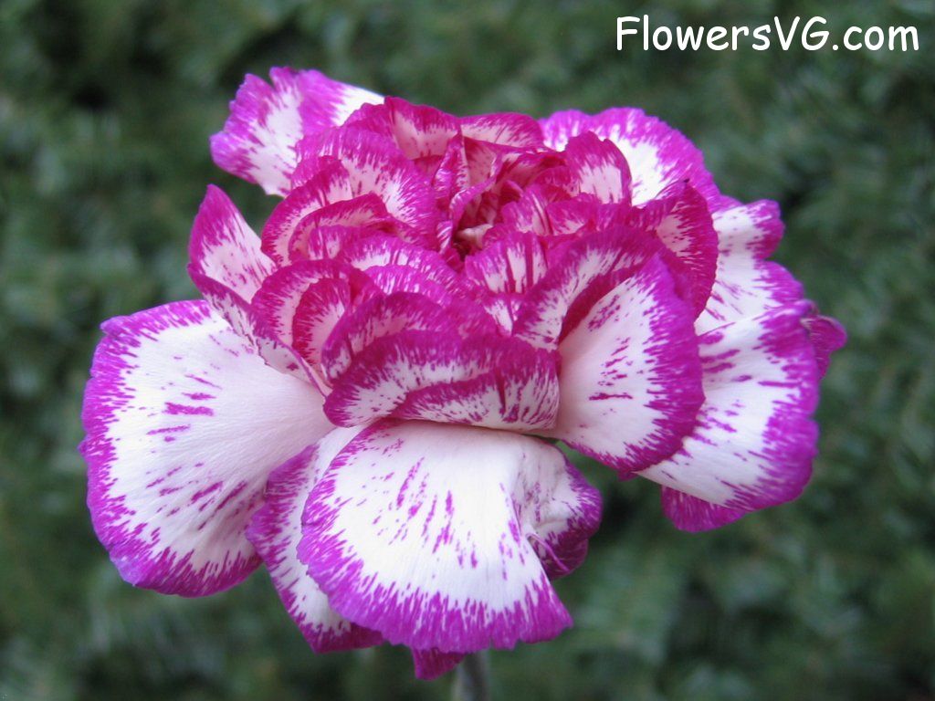 carnation flower Photo cflowers0079.jpg