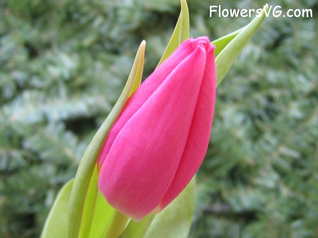 tulip flower Photo cflowers0083.jpg