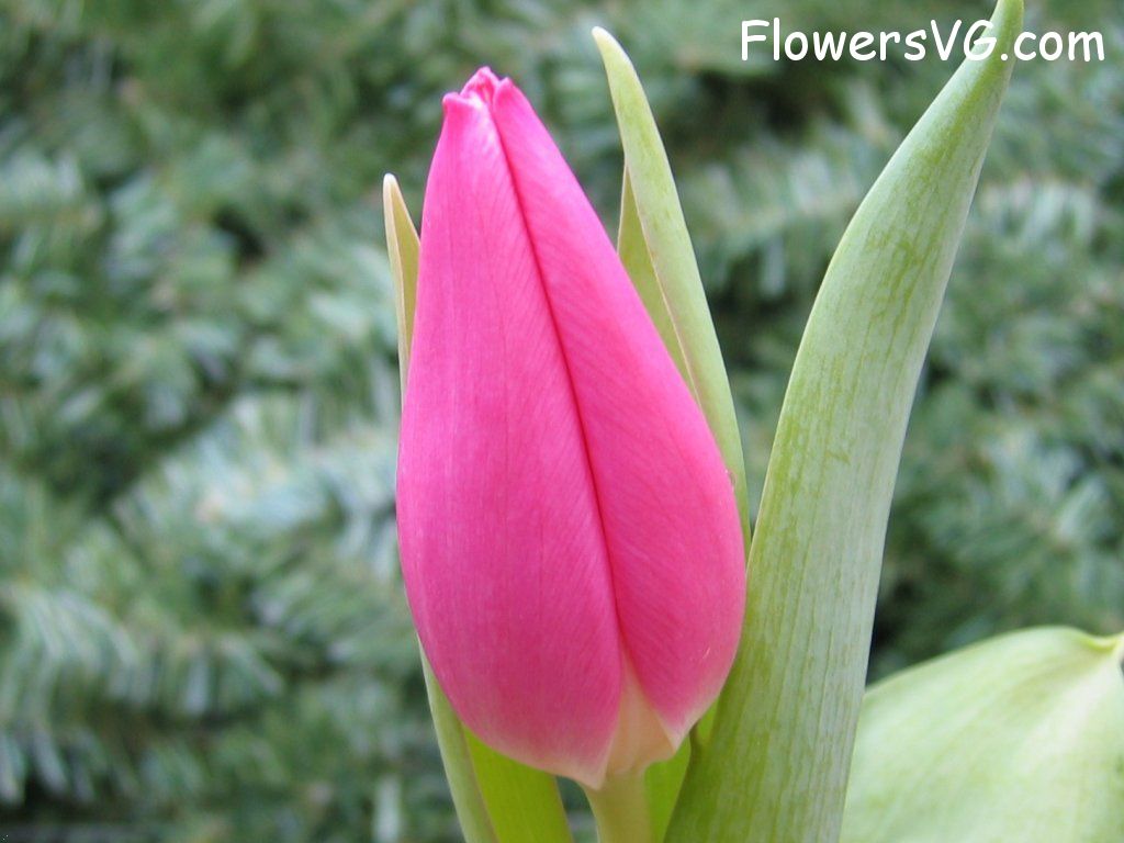 tulip flower Photo cflowers0084.jpg