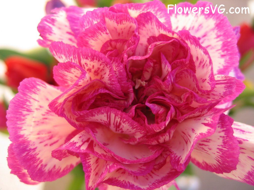 carnation flower Photo cflowers0162.jpg