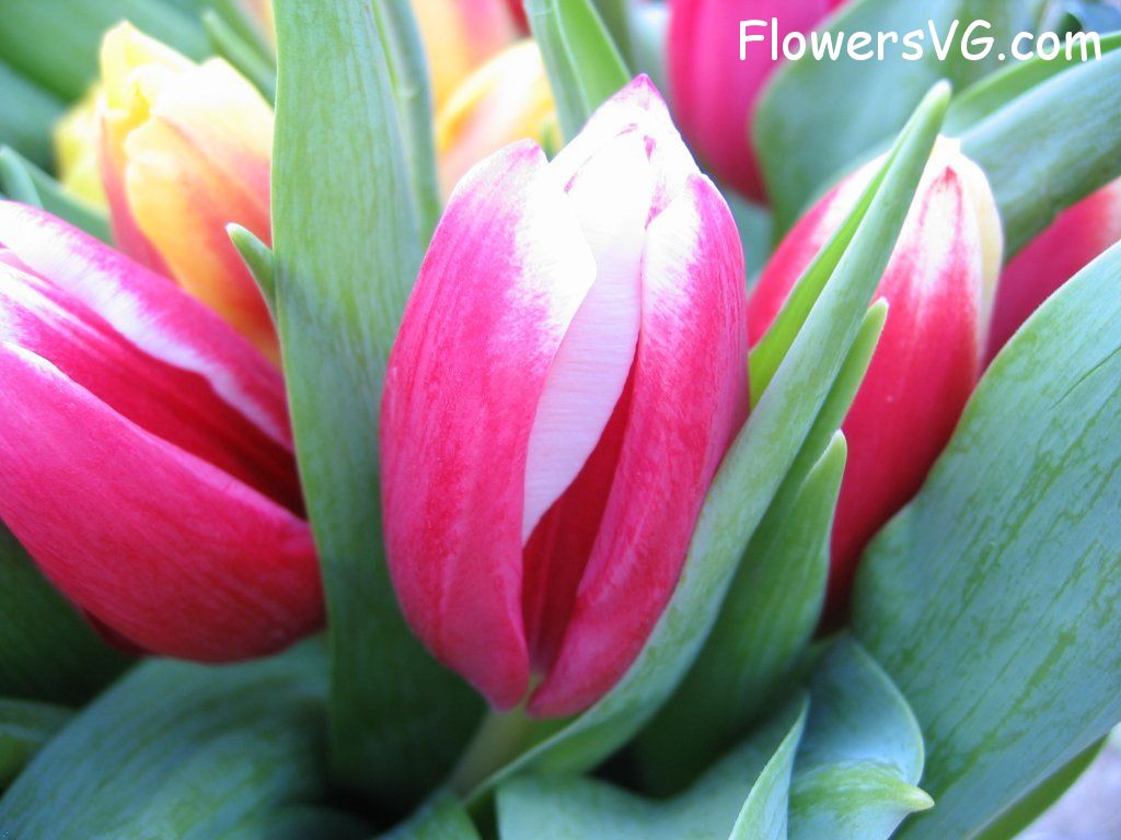 tulip flower Photo cflowers0177.jpg