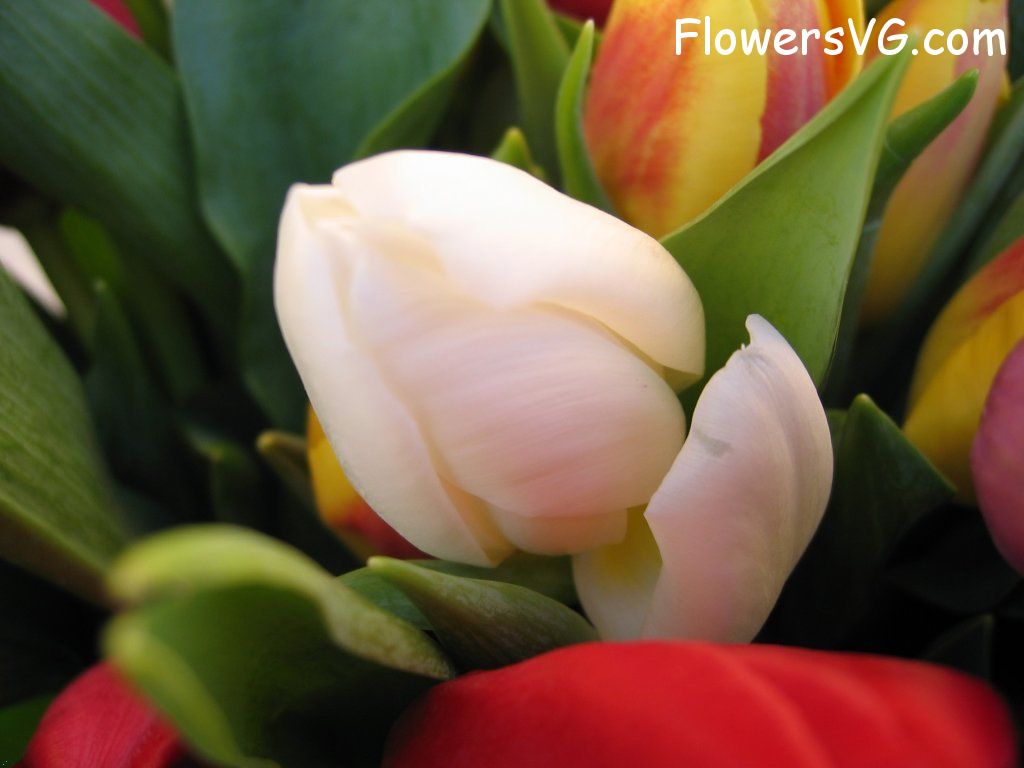 tulip flower Photo cflowers0200.jpg