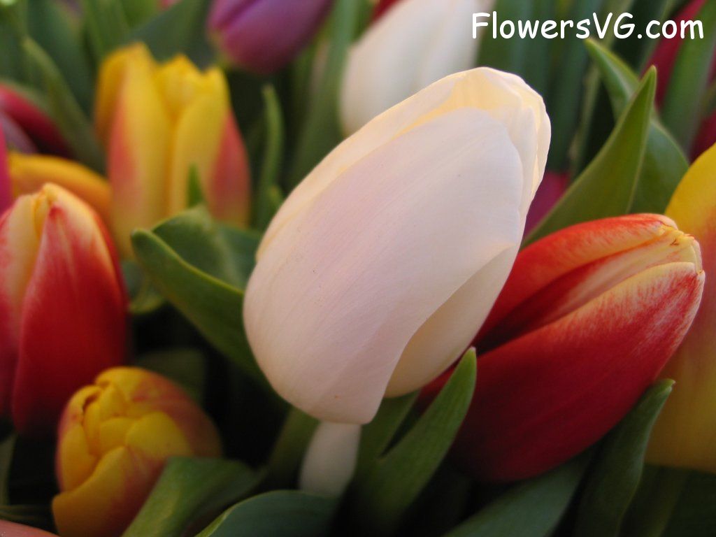 tulip flower Photo cflowers0207.jpg