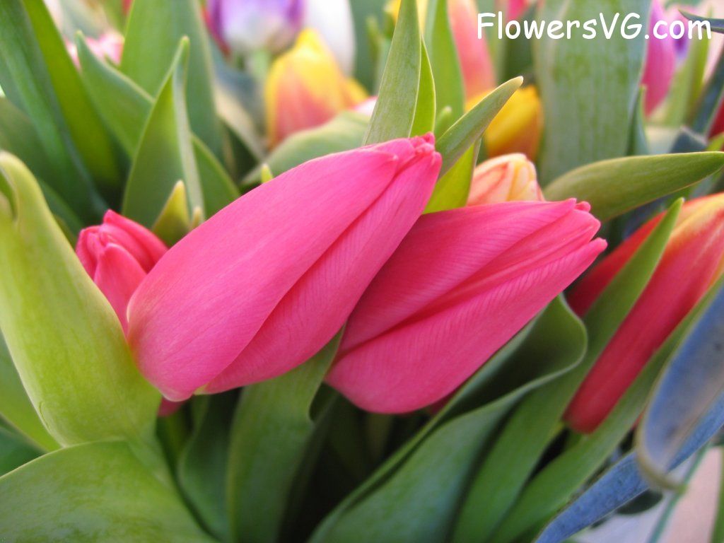 tulip flower Photo cflowers0214.jpg