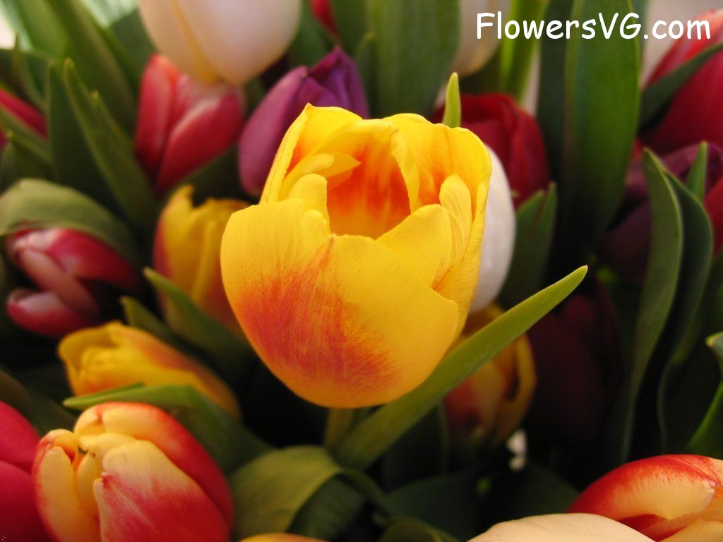 tulip flower Photo cflowers0220.jpg
