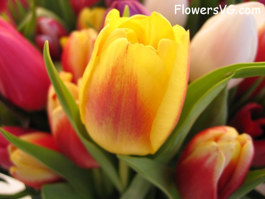 tulip flower Photo cflowers0223.jpg