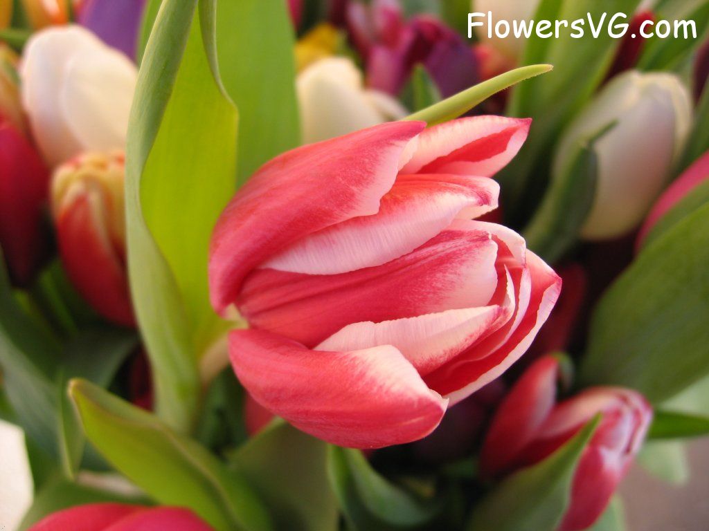 tulip flower Photo cflowers0226.jpg