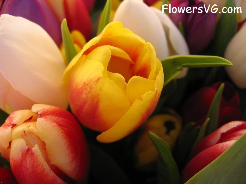 tulip flower Photo cflowers0237.jpg
