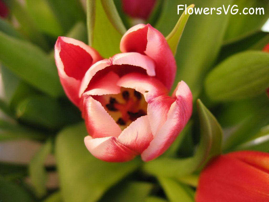 tulip flower Photo cflowers0260.jpg