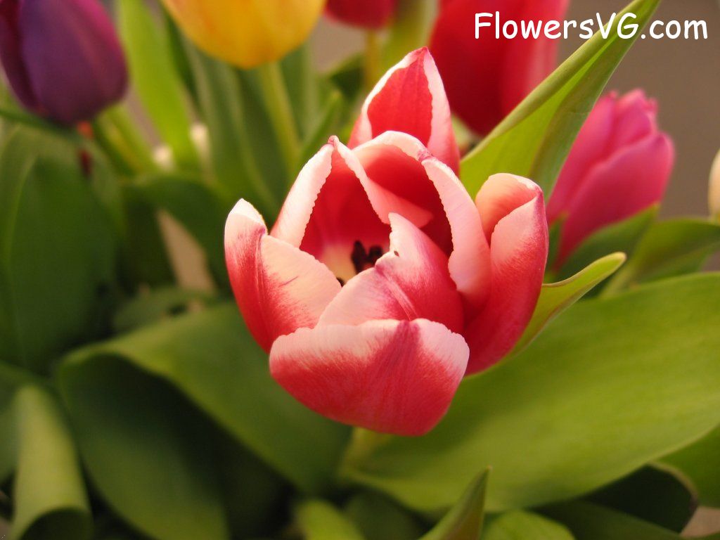 tulip flower Photo cflowers0268.jpg