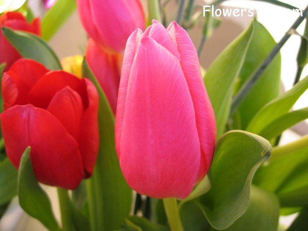 tulip flower Photo cflowers0273.jpg