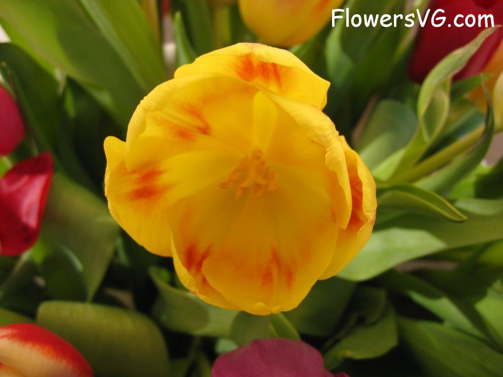 tulip flower Photo cflowers0279.jpg