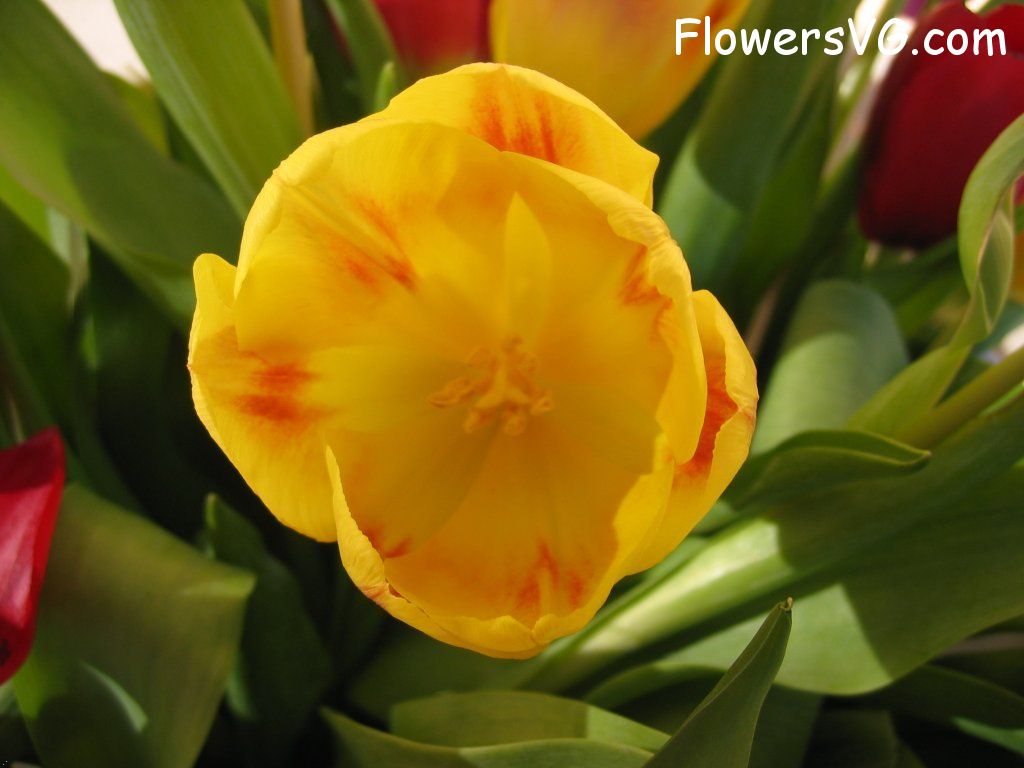 tulip flower Photo cflowers0280.jpg