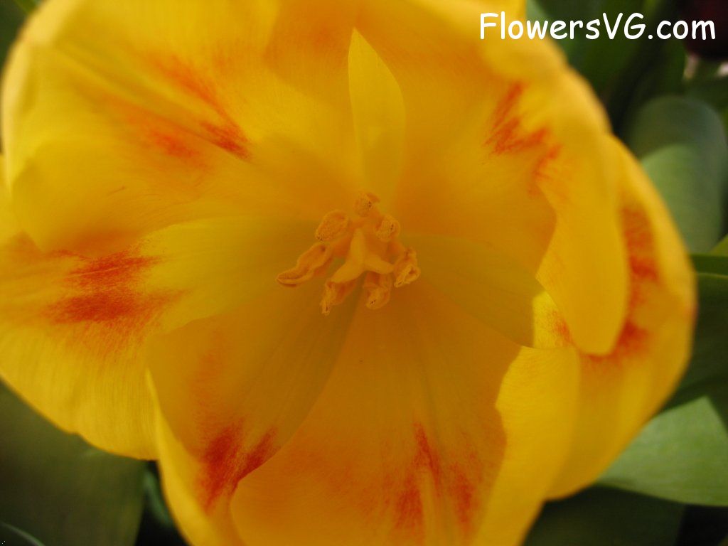 tulip flower Photo cflowers0282.jpg