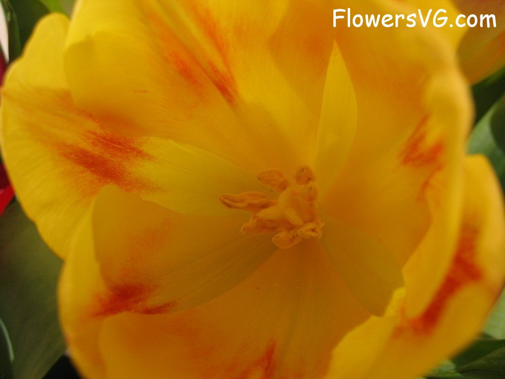tulip flower Photo cflowers0283.jpg