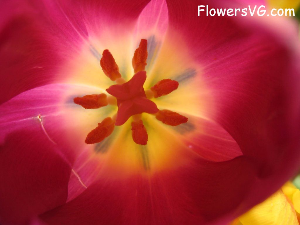 tulip flower Photo cflowers0287.jpg