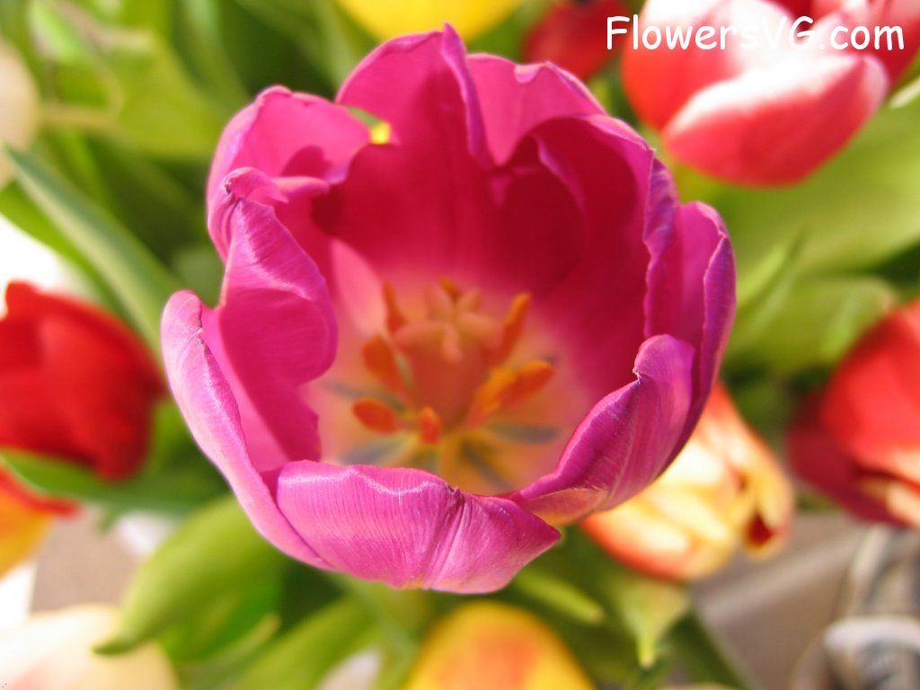 tulip flower Photo cflowers0295.jpg