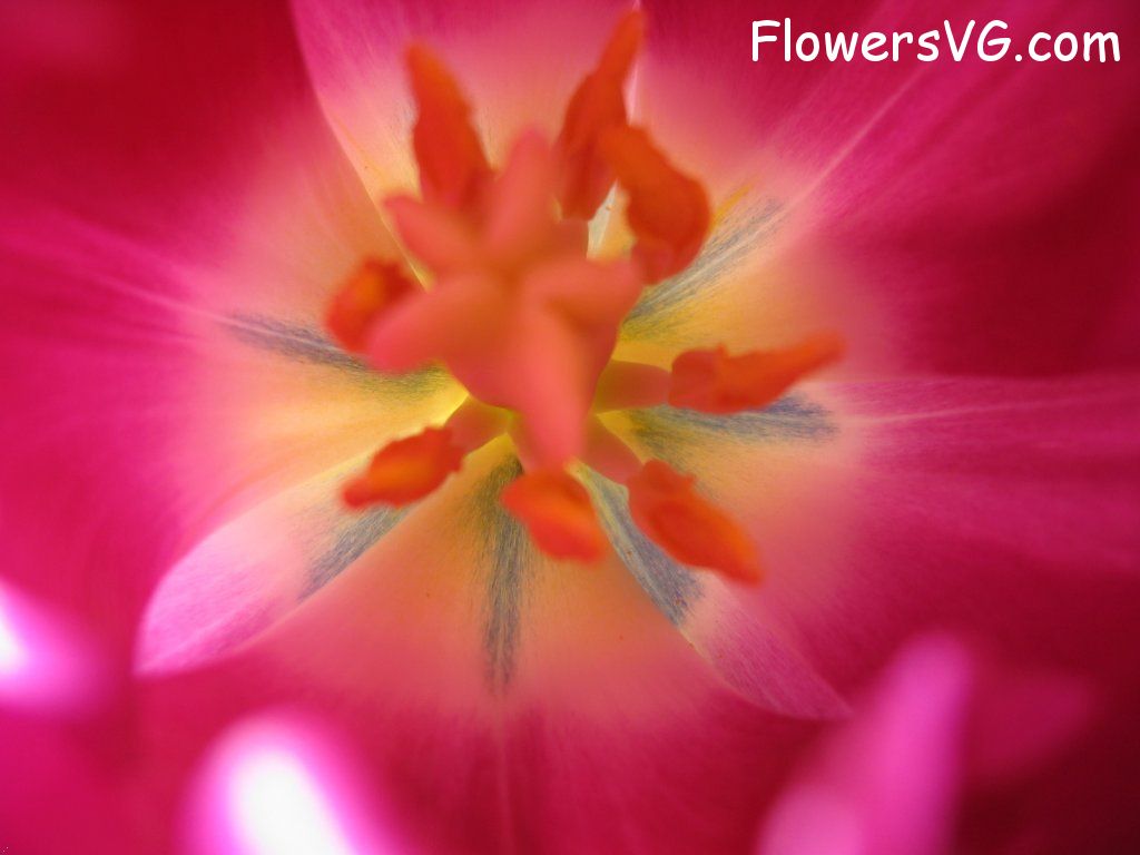 tulip flower Photo cflowers0296.jpg
