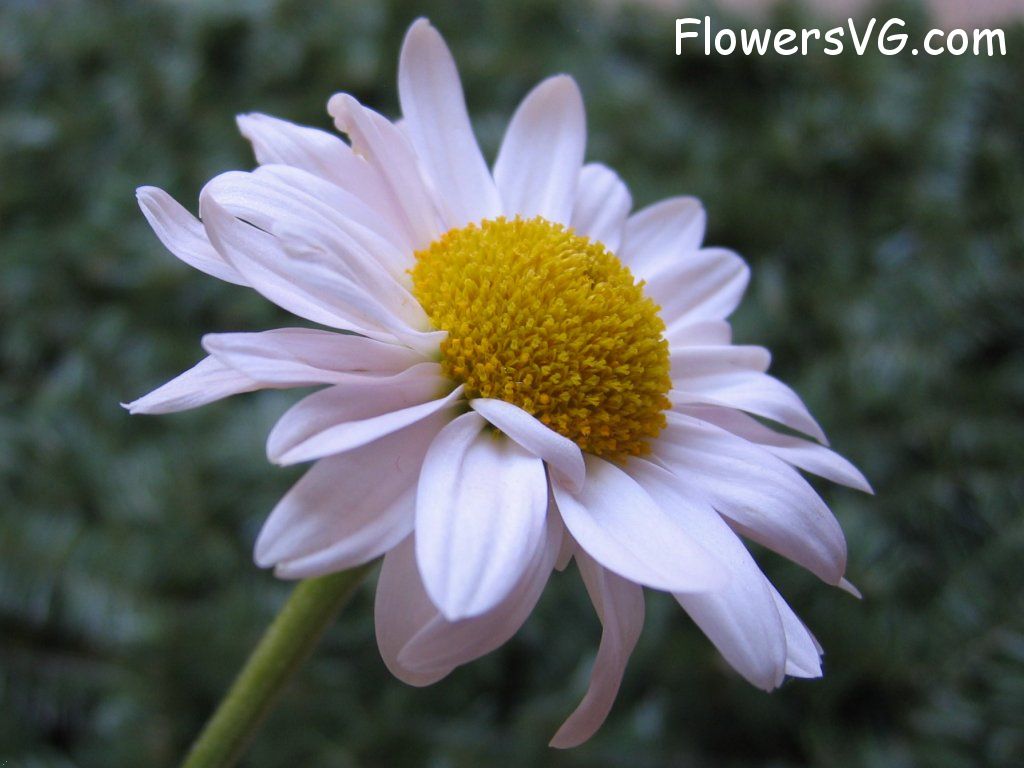 daisy flower Photo cflowers0495.jpg
