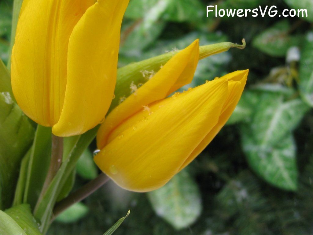 tulip flower Photo cflowers0650.jpg