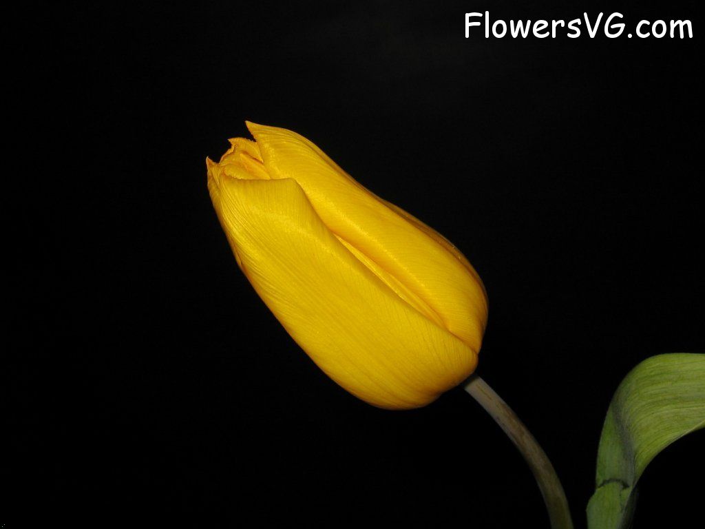 tulip flower Photo cflowers0684.jpg