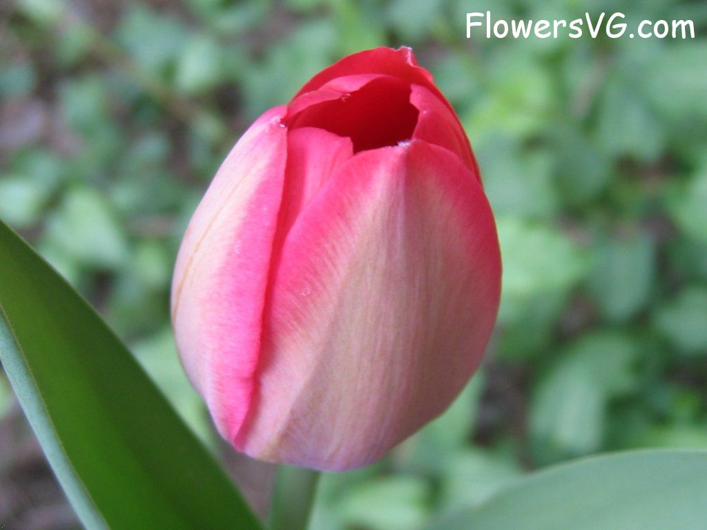 tulip flower Photo cflowers1599.jpg