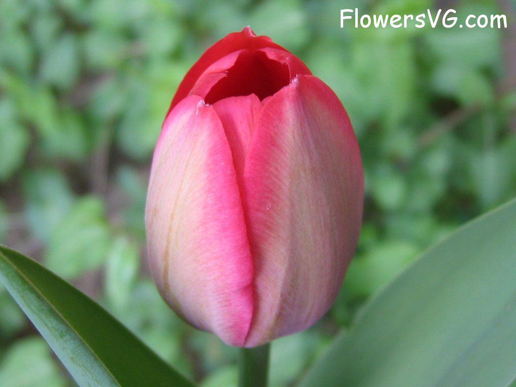 tulip flower Photo cflowers1600.jpg