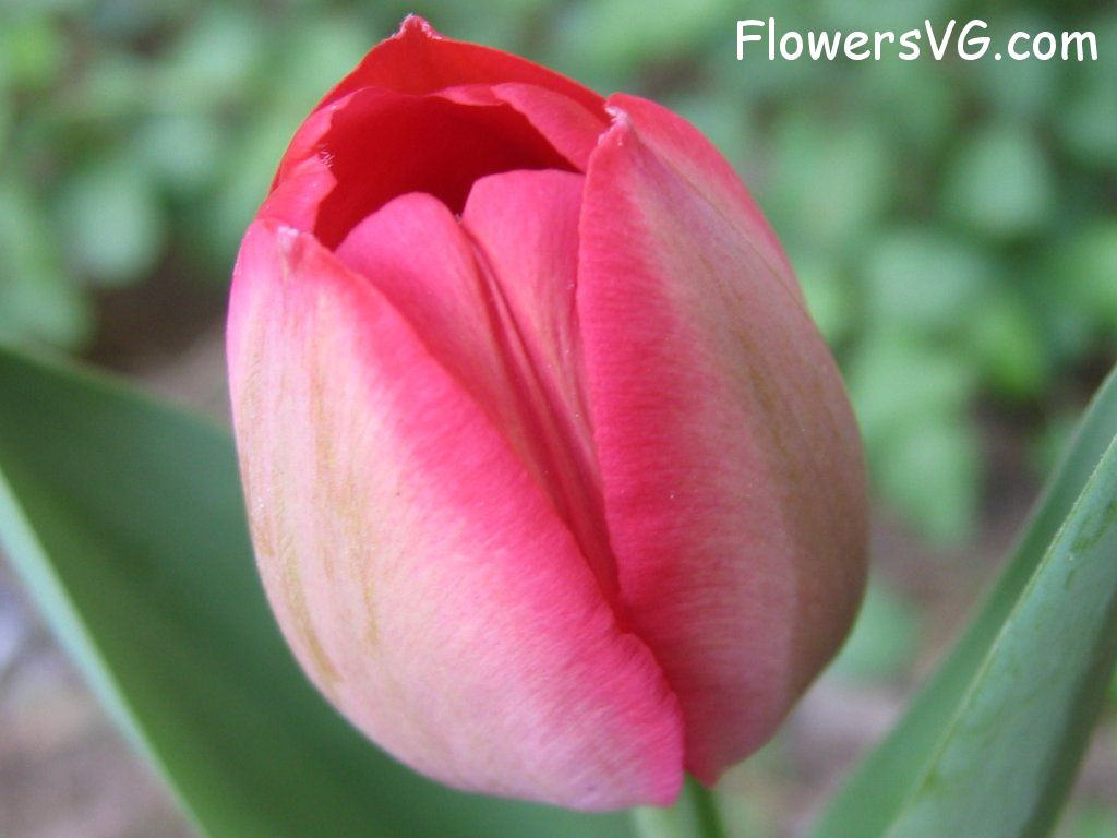 tulip flower Photo cflowers1602.jpg