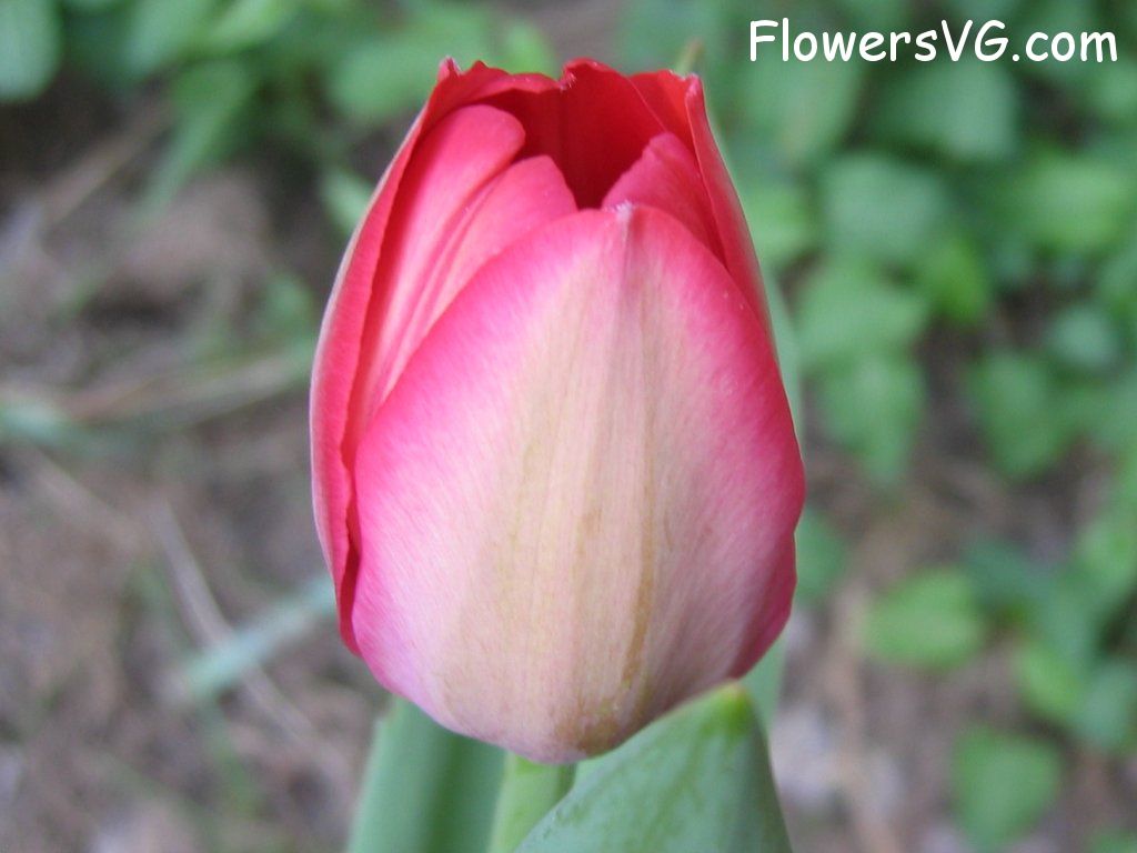 tulip flower Photo cflowers1603.jpg