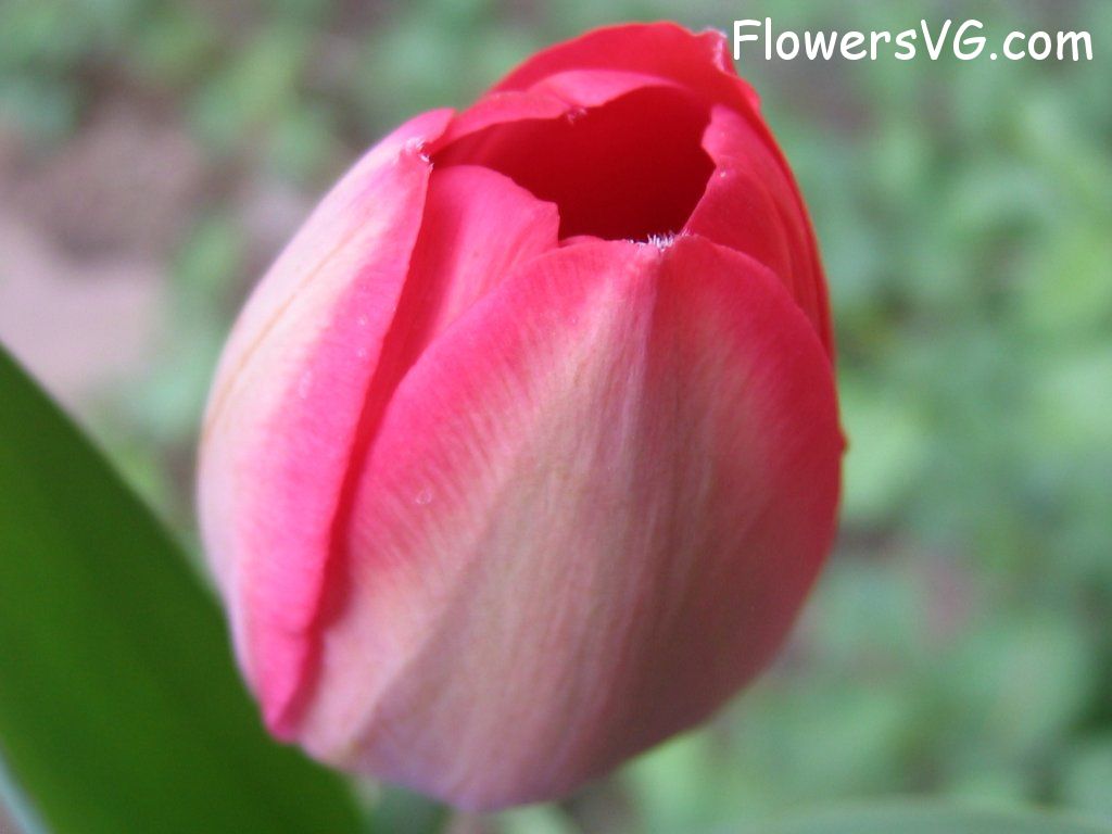 tulip flower Photo cflowers1604.jpg