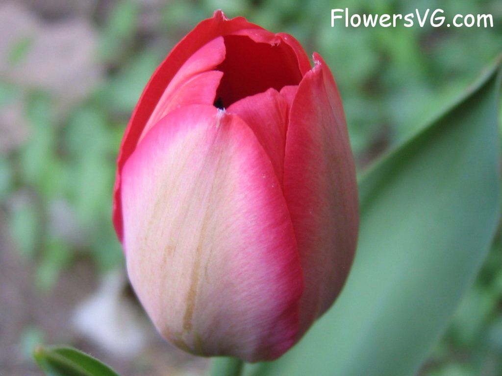 tulip flower Photo cflowers1606.jpg