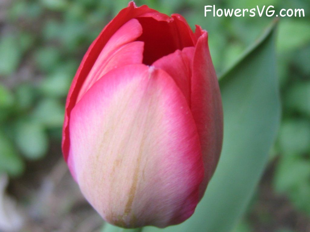 tulip flower Photo cflowers1607.jpg