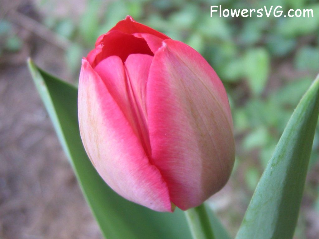 tulip flower Photo cflowers1609.jpg