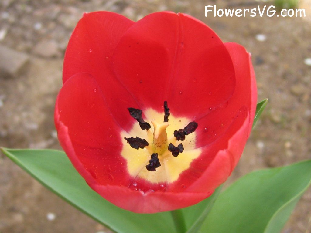 tulip flower Photo cflowers1631.jpg