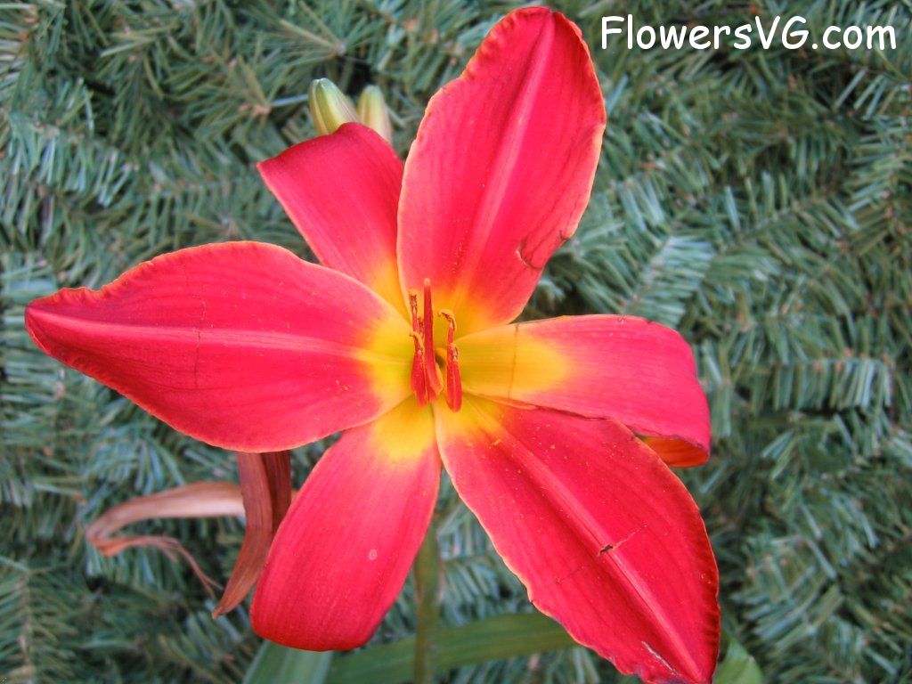 lily flower Photo cflowers2964.jpg