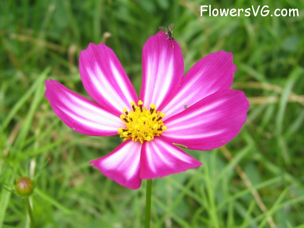 daisy flower Photo cflowers4381.jpg