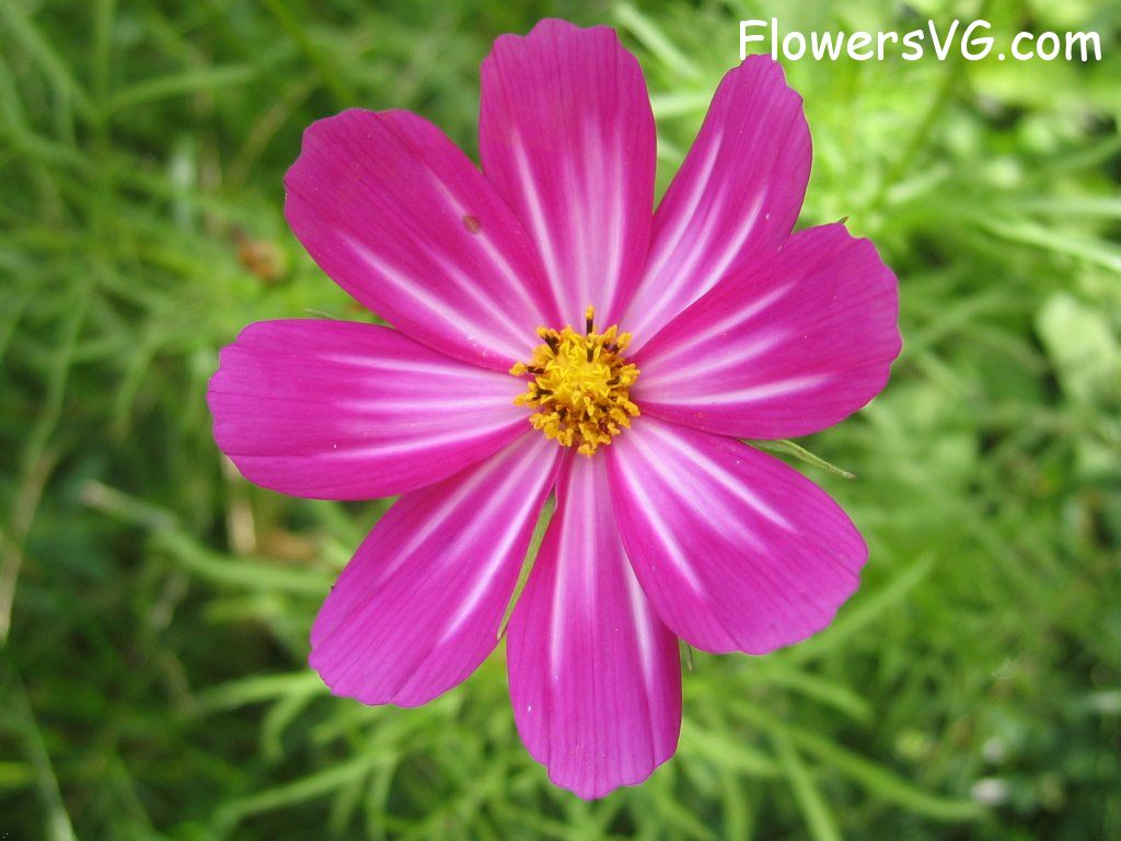 daisy flower Photo cflowers4847.jpg