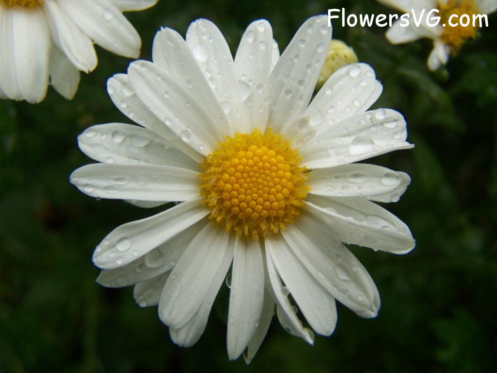 daisy flower Photo flowers_pics_0792.jpg