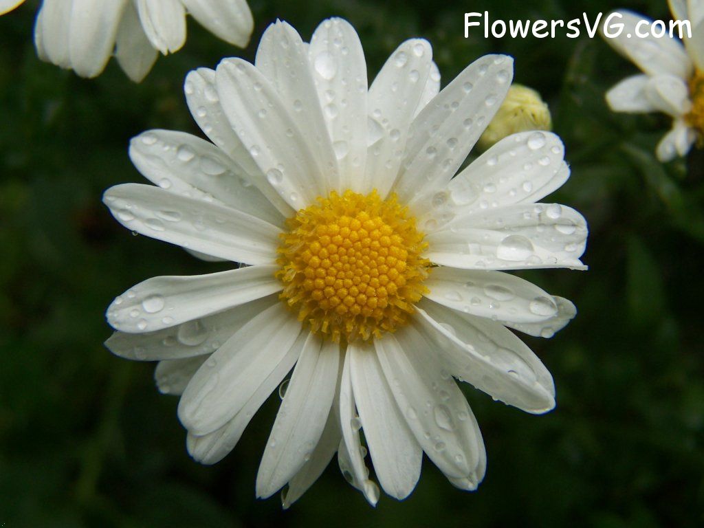 daisy flower Photo flowers_pics_0793.jpg