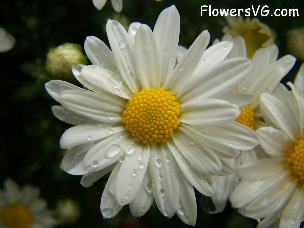daisy flower Photo flowers_pics_0794.jpg