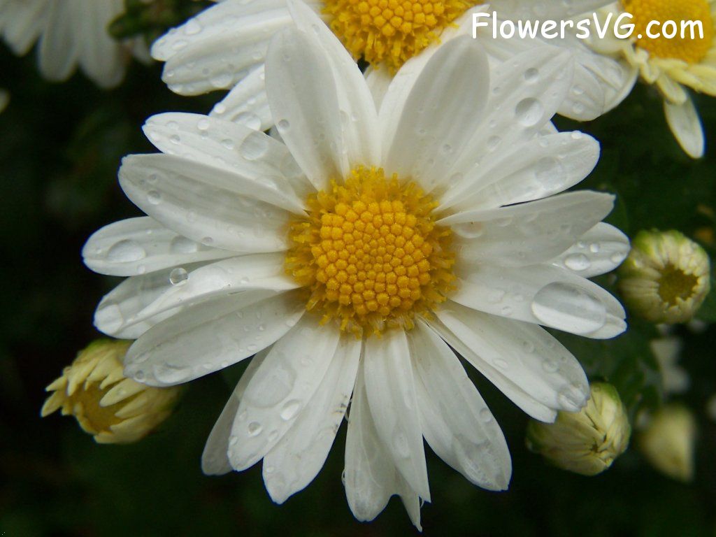 daisy flower Photo flowers_pics_0802.jpg