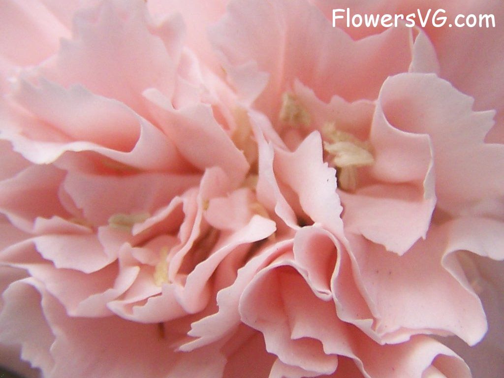 carnation flower Photo flowers_pics_2154.jpg