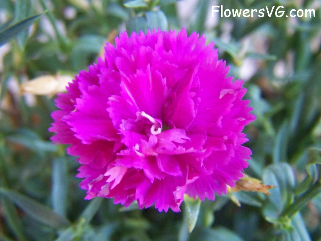 carnation flower Photo flowers_pics_2561.jpg