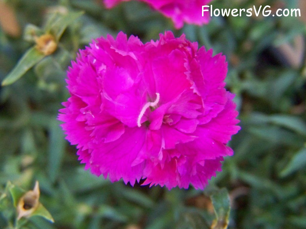carnation flower Photo flowers_pics_2583.jpg