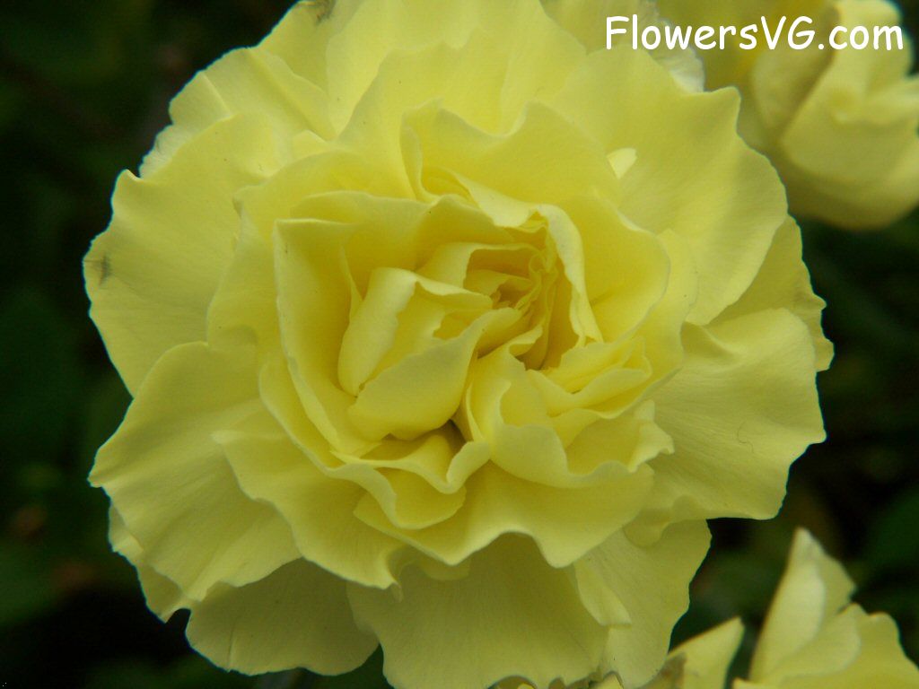 carnation flower Photo flowers_pics_3213.jpg