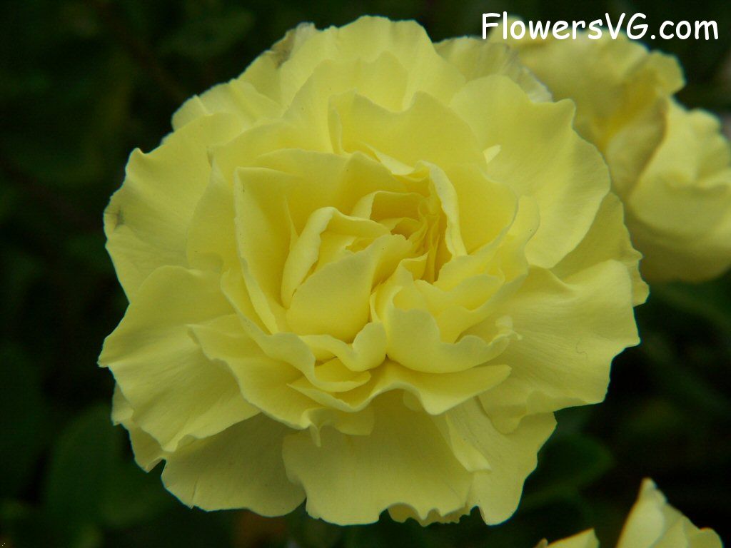 carnation flower Photo flowers_pics_3214.jpg
