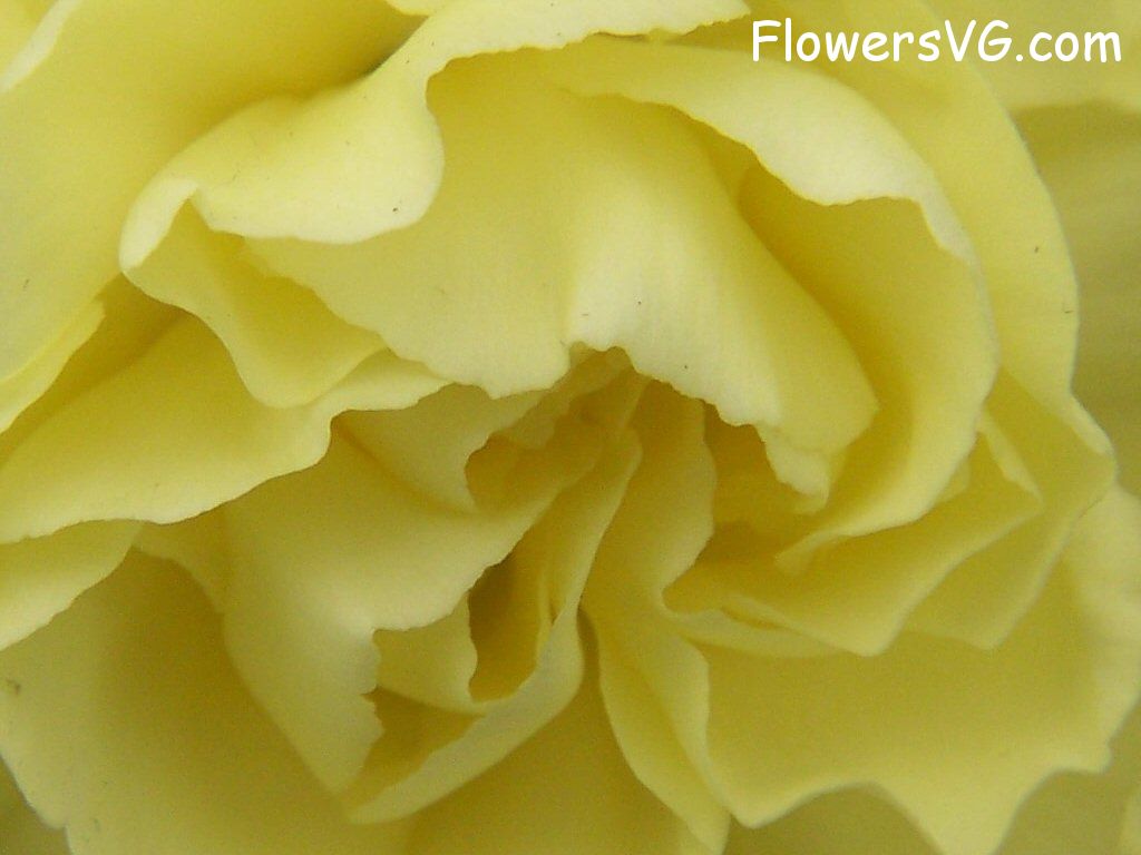 carnation flower Photo flowers_pics_3223.jpg