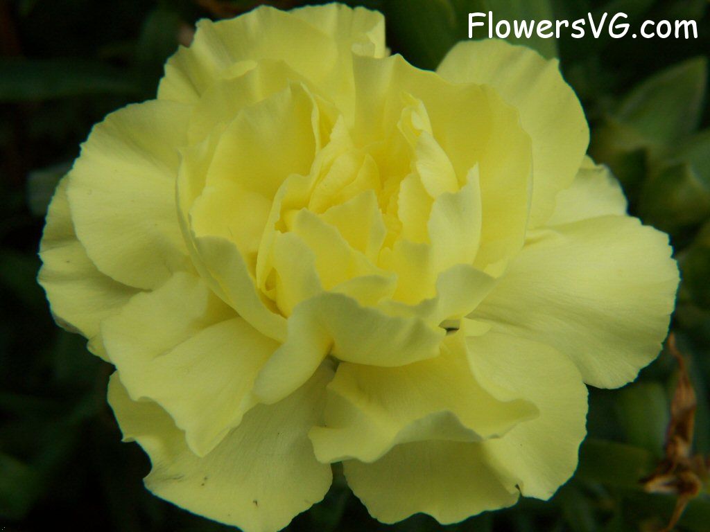 carnation flower Photo flowers_pics_3227.jpg