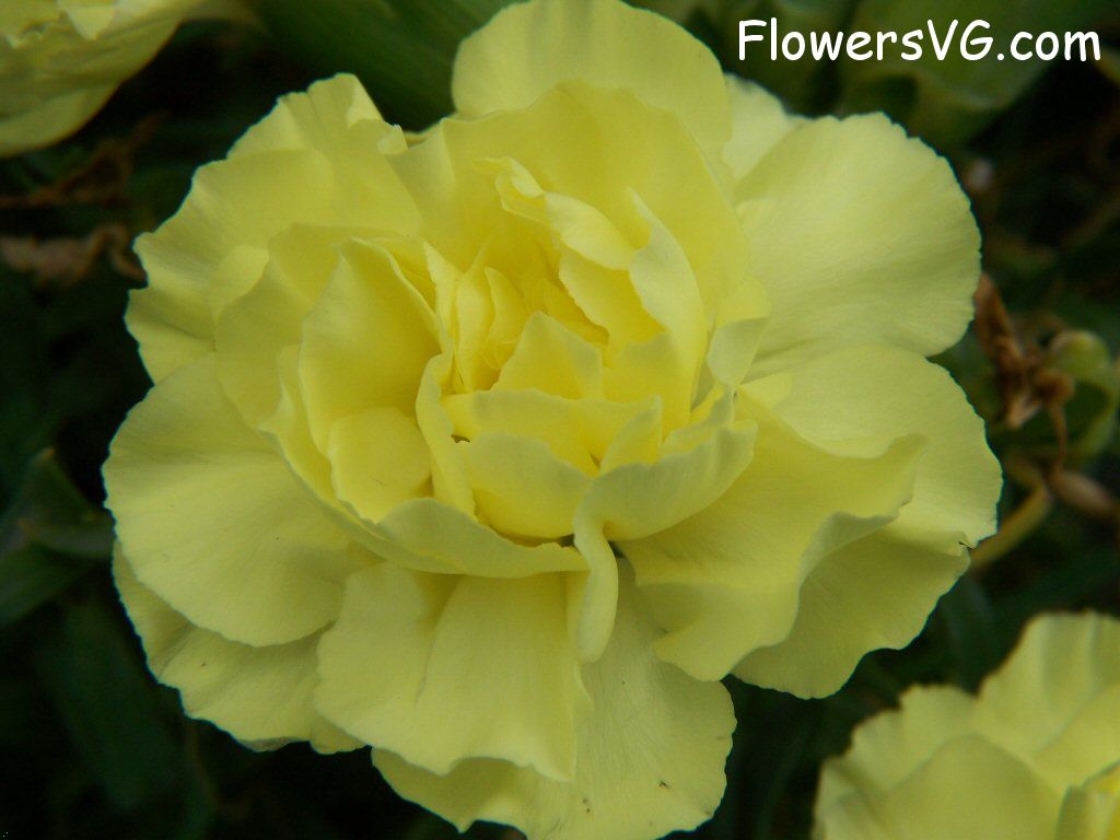 carnation flower Photo flowers_pics_3228.jpg