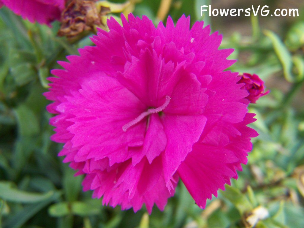 carnation flower Photo flowers_pics_3506.jpg